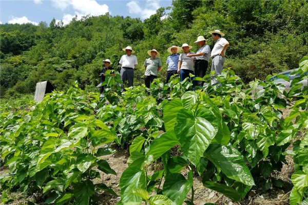 寶業(yè)（集團(tuán)）公司參加中原鎮(zhèn)麻廟村召開“抓產(chǎn)業(yè)促脫貧”暨蠶桑產(chǎn)業(yè)技術(shù)培訓(xùn)會議